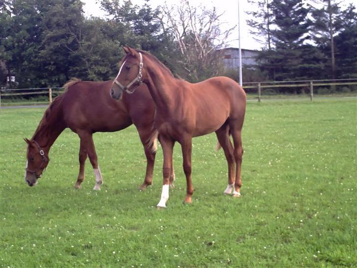 Dansk Varmblod Feldbæks Magnifique - Maggie, Mille i baggrunden, august ´09 billede 9