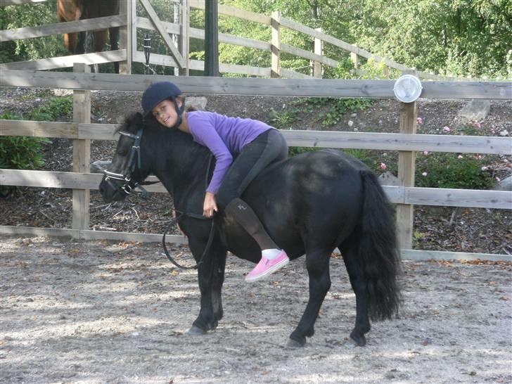 Shetlænder Eges Filur (Anton)  - stor krammer! billede 18