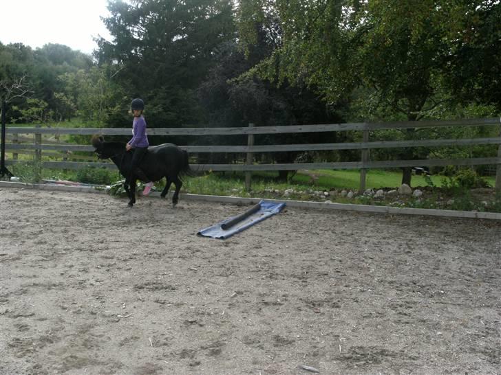 Shetlænder Eges Filur (Anton)  - så kom der lige et buk efter springet hehe billede 19