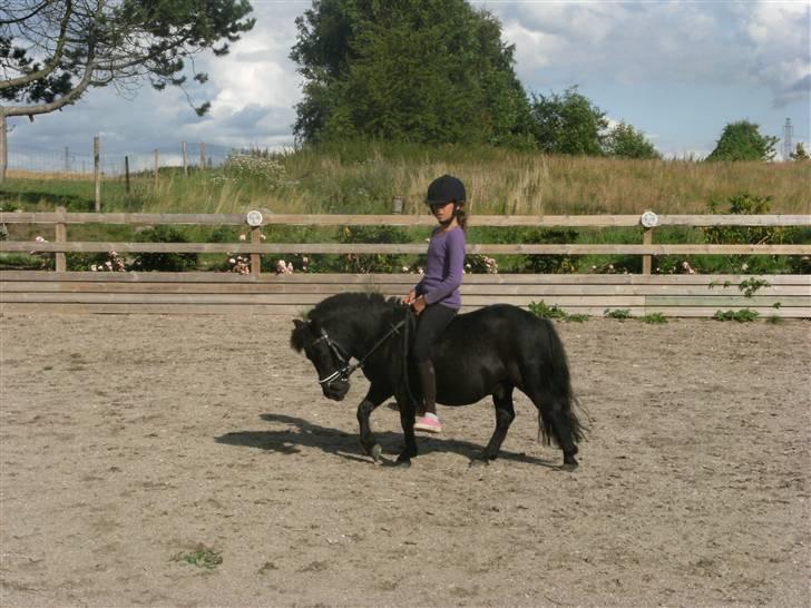 Shetlænder Eges Filur (Anton)  - lidt fin shetter dressur! billede 20