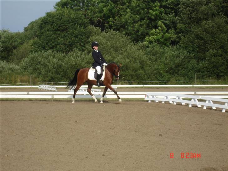 DSP Astaróla - HALV A-PONY billede 5