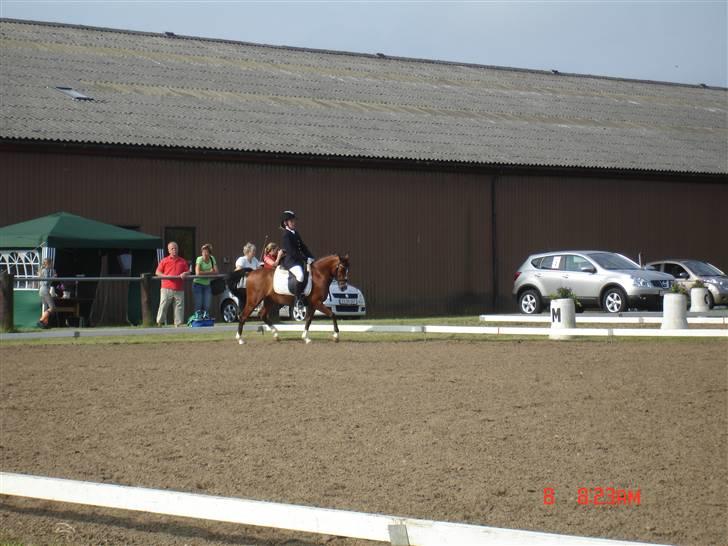 DSP Astaróla - HALV A-PONY billede 6