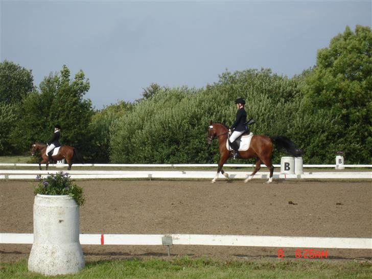 DSP Astaróla - HALV A-PONY billede 7