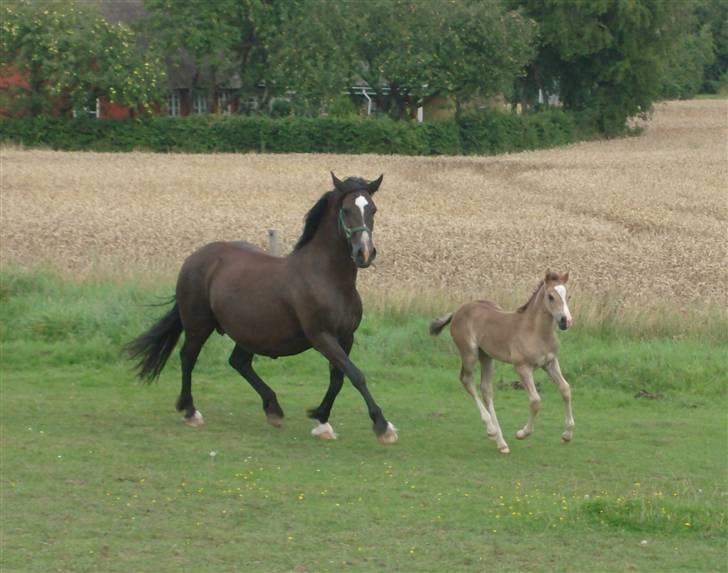 Welsh Cob (sec D) Derwen Genevieve (R.I.P.) - Genevieve og Gleamy (sommer 2009) billede 14