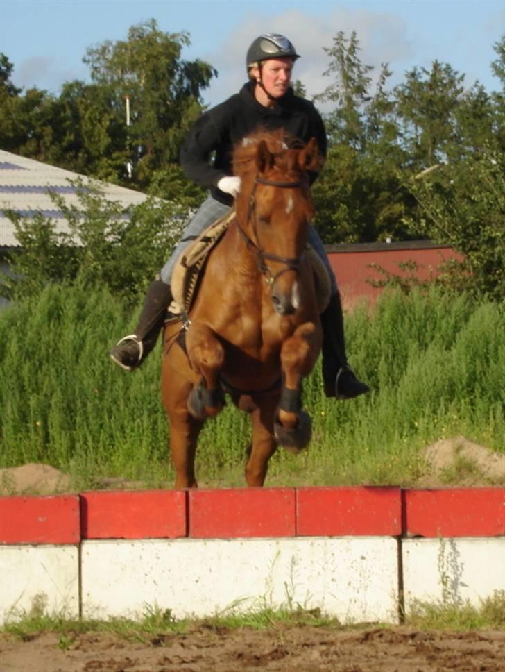 Belgisk varmblod Urano † billede 19