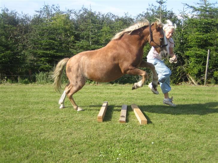 Dartmoor skovbrynets burat (split) solgt  billede 17