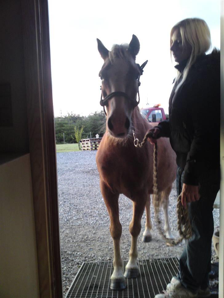 Dartmoor skovbrynets burat (split) solgt  - split på vej op a rampen ind til gangen  :D billede 18