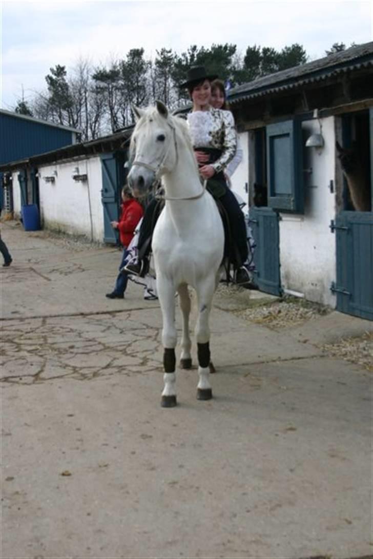 Pura Raza Española Duende XIV  <3  *R.I.P BABY* billede 6