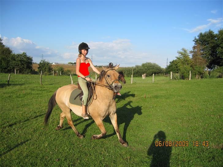 Fjordhest Sif - Trav x) billede 16