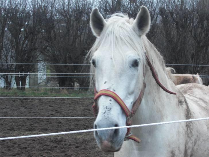 Pura Raza Española Duende XIV  <3  *R.I.P BABY* - min skat på fold billede 9