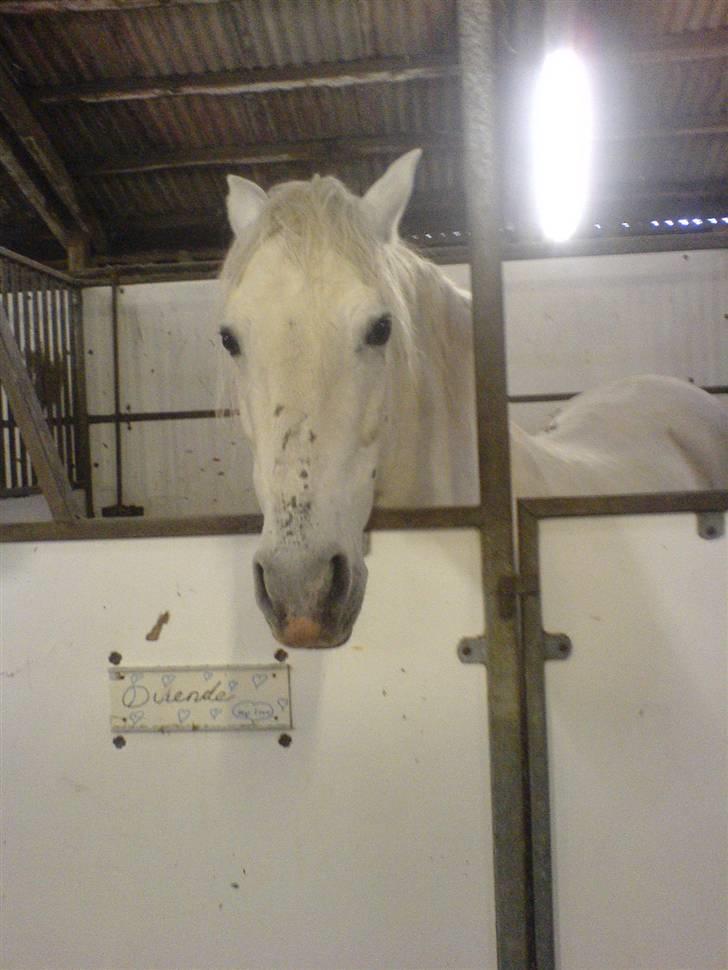 Pura Raza Española Duende XIV  <3  *R.I.P BABY* - Duendsen surmuler i boksen ..hehe  billede 12