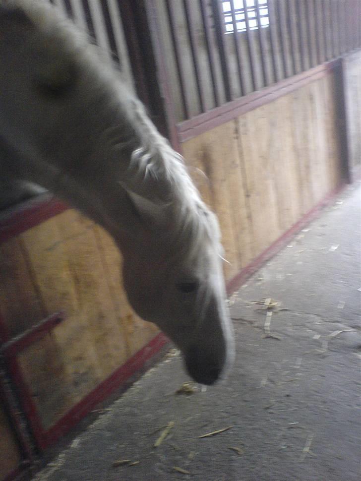 Pura Raza Española Duende XIV  <3  *R.I.P BABY* - Duende er sur på lenox..(vores hund )  billede 14