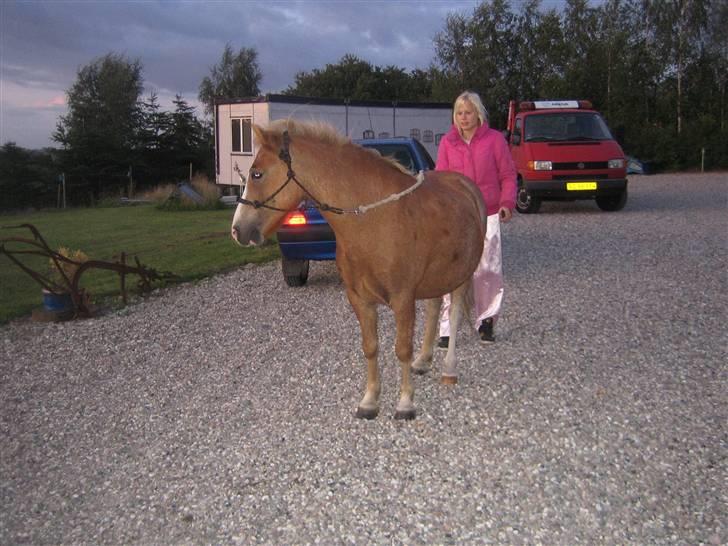 Dartmoor skovbrynets burat (split) solgt  billede 20