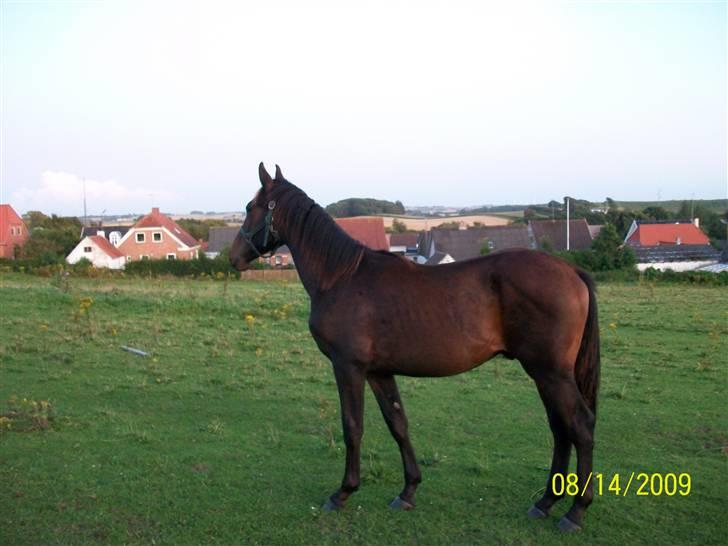 Dansk Varmblod Castello SOLGT billede 1