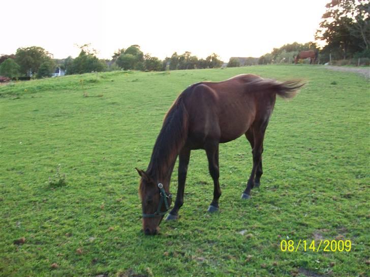 Dansk Varmblod Castello SOLGT billede 2