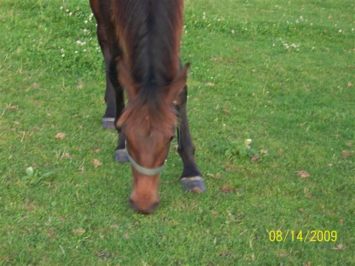 Dansk Varmblod Castello SOLGT billede 3