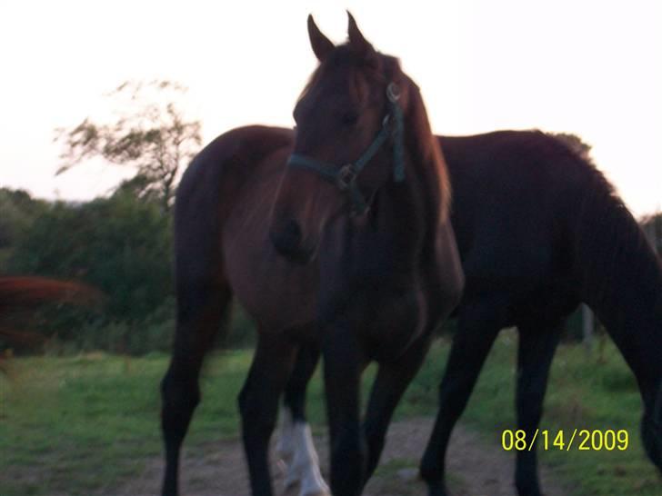 Dansk Varmblod Castello SOLGT billede 4