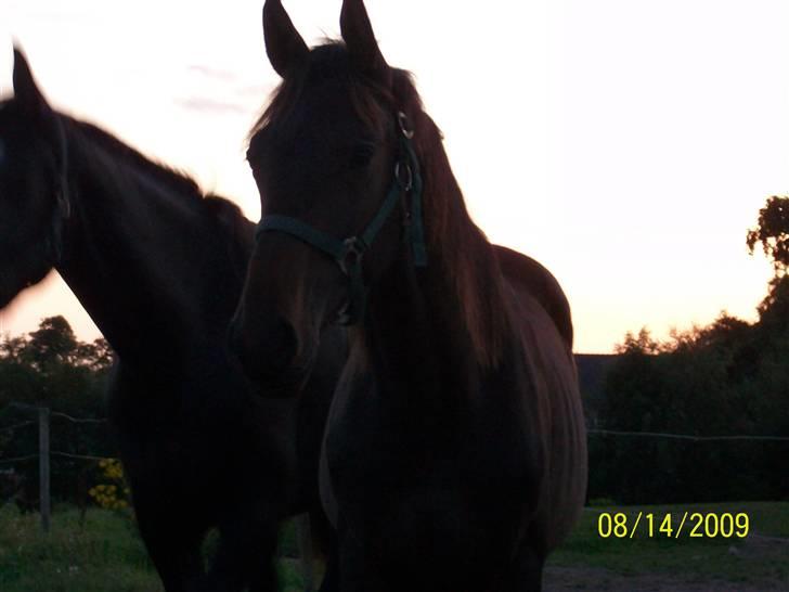 Dansk Varmblod Castello SOLGT billede 5