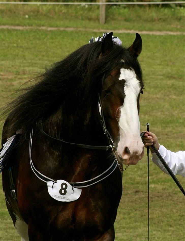 Shire Leverton Statesman billede 10