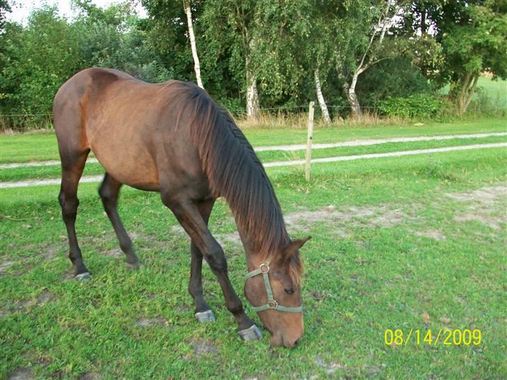 Dansk Varmblod Castello SOLGT billede 6