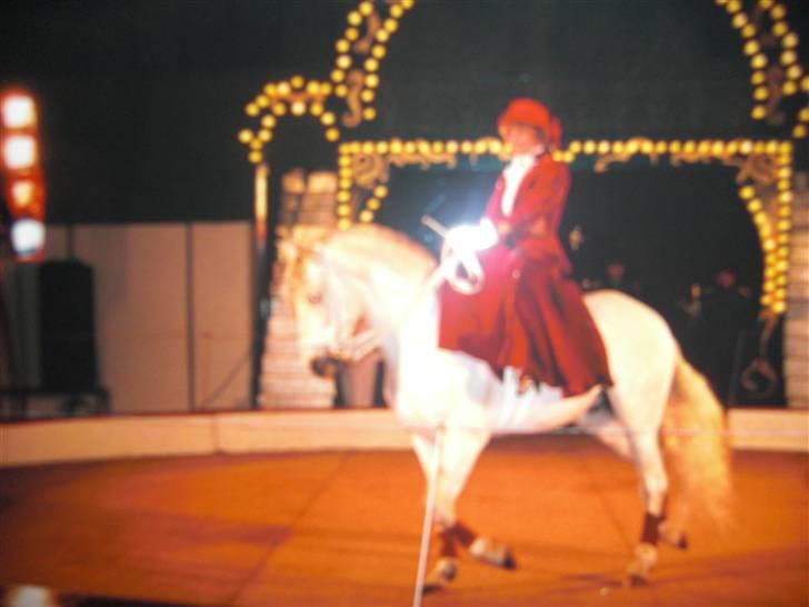 Pura Raza Española Duende XIV  <3  *R.I.P BABY* - Mama Rider dame saddel :) billede 4