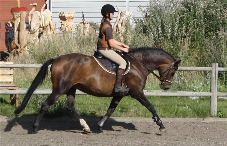 Dansk Varmblod Mirage RDH (SOLGT) - beklager at jeg sidder så grim på billederne men det er altså fordi at jeg rider letridening på alle billederne  billede 4