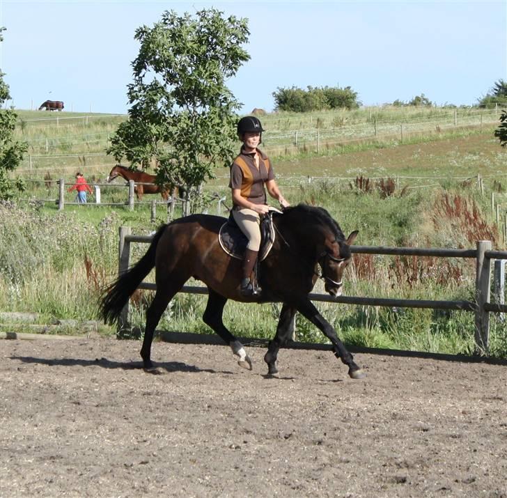 Dansk Varmblod Mirage RDH (SOLGT) billede 5