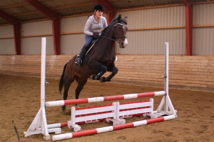 Dansk Varmblod Mirage RDH (SOLGT) billede 6