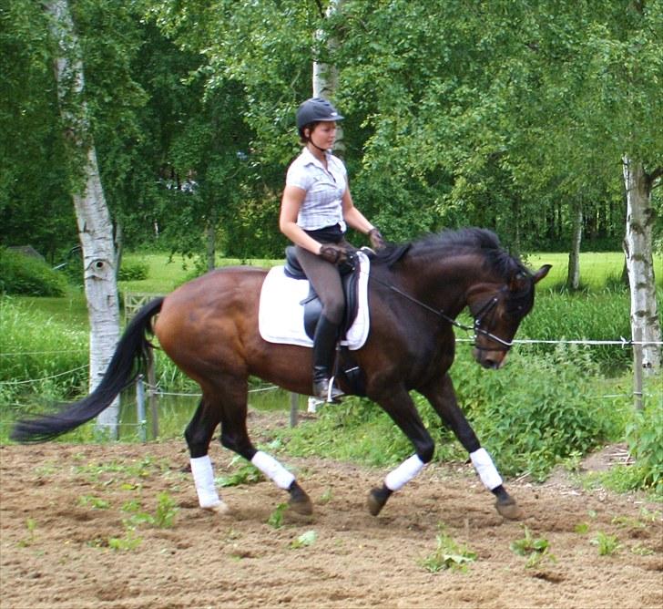 Dansk Varmblod Mirage RDH (SOLGT) billede 7