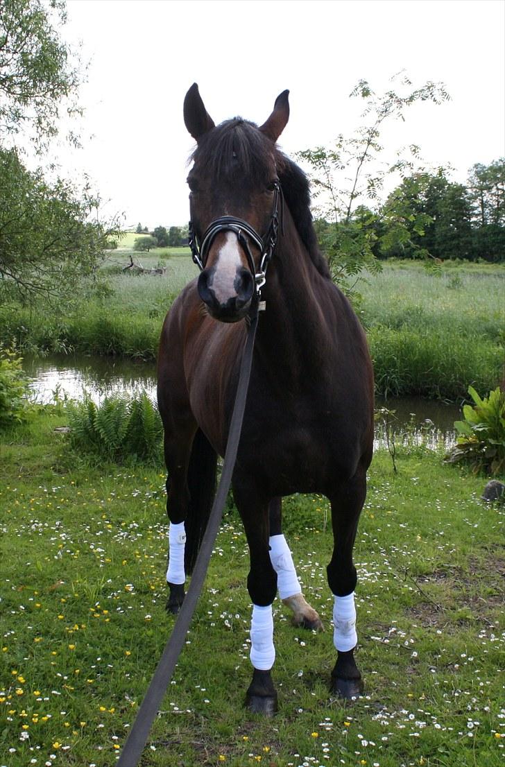 Dansk Varmblod Mirage RDH (SOLGT) billede 8