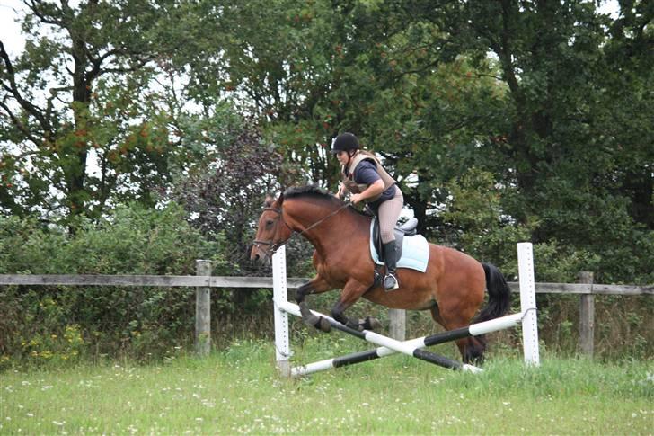 Anden særlig race Fay (bedste hoppe ever) - Vi elsker og springe:)<3.... Foto: Malene Ølgod.  billede 15