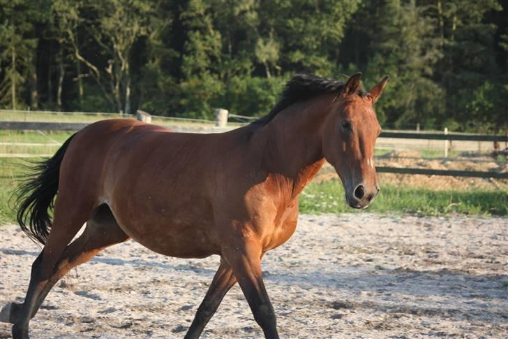 Anden særlig race Fay (bedste hoppe ever) - Den smukke Fay fri på banen, det er bare hygge:)<3... Foto: Malene Ølgod.  billede 20