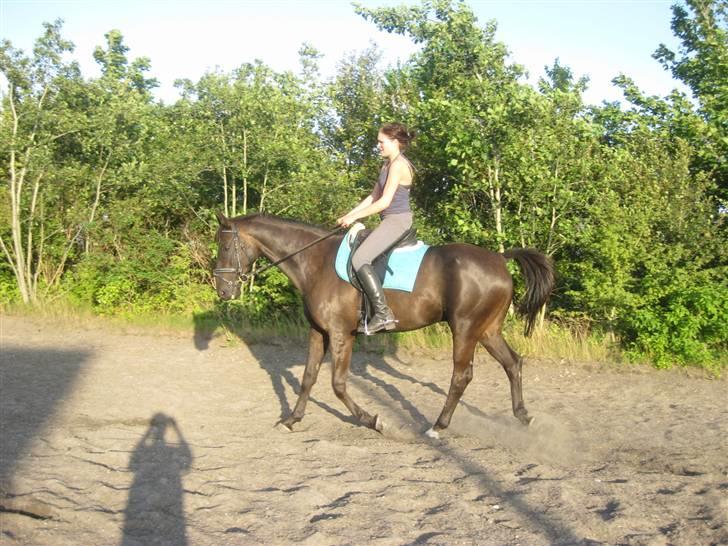 Dansk Varmblod Arkisan billede 1