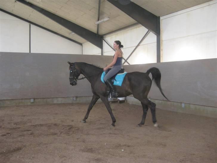 Dansk Varmblod Arkisan billede 2