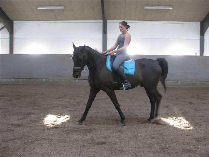 Dansk Varmblod Arkisan billede 3