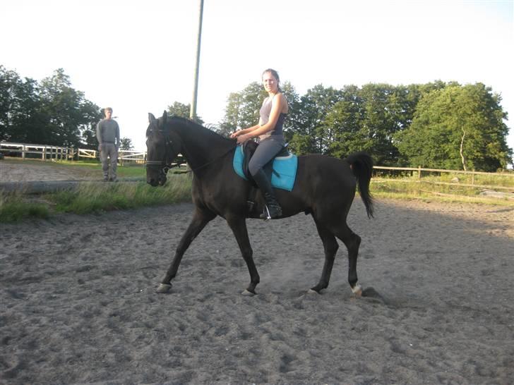 Dansk Varmblod Arkisan billede 4