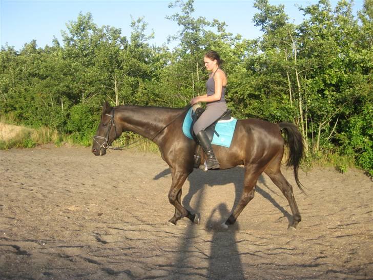 Dansk Varmblod Arkisan billede 5