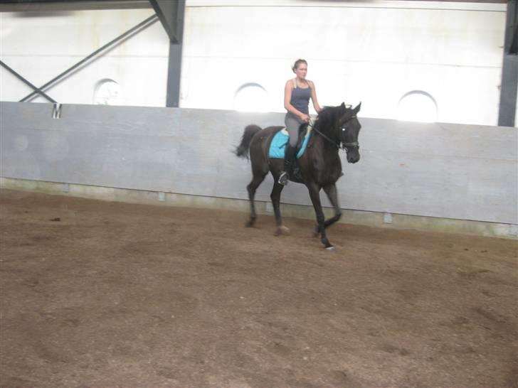 Dansk Varmblod Arkisan billede 6