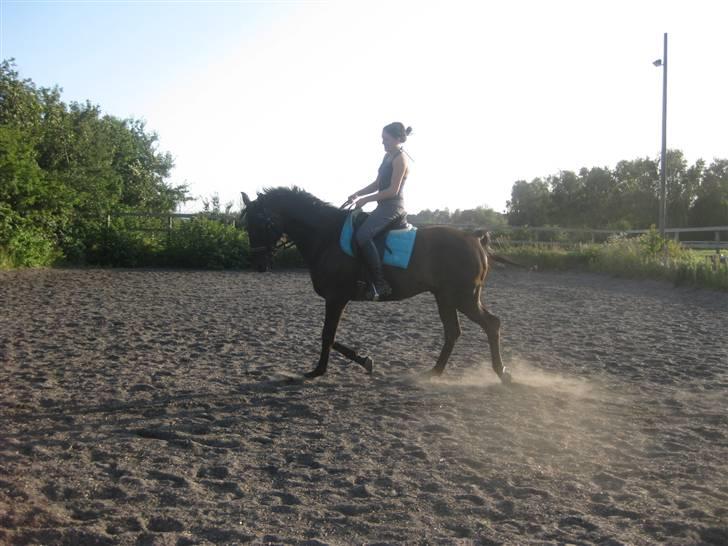 Dansk Varmblod Arkisan billede 7