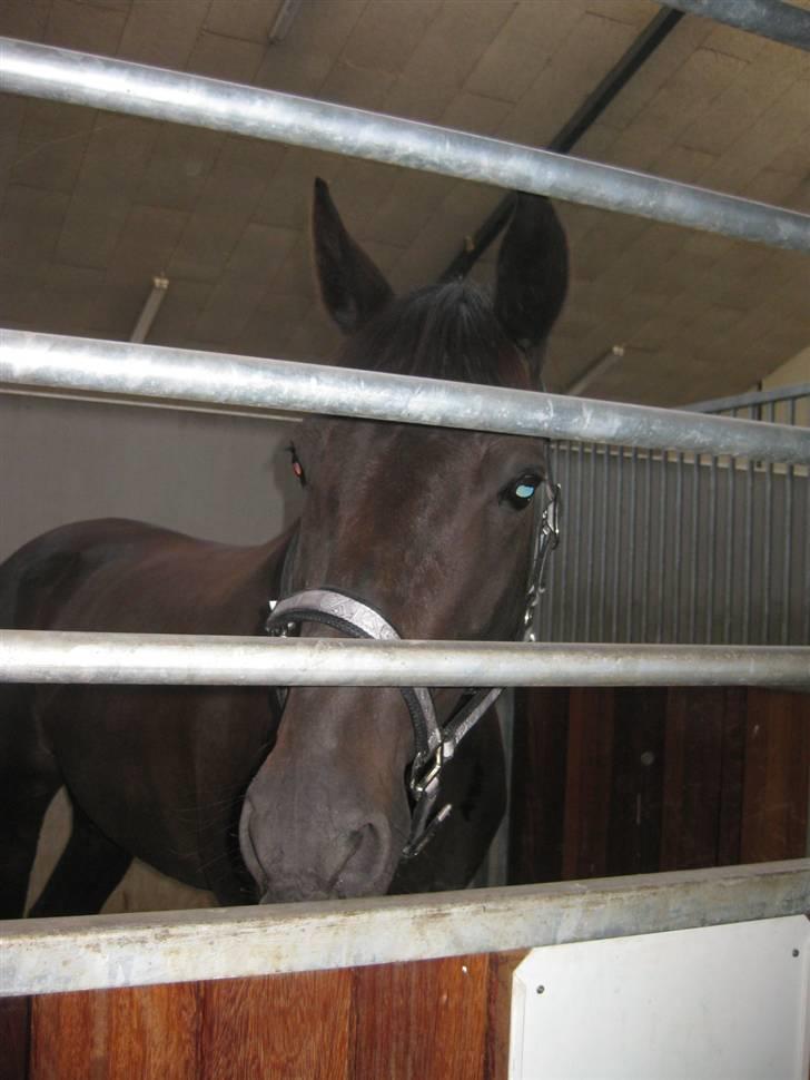 Dansk Varmblod Arkisan billede 8