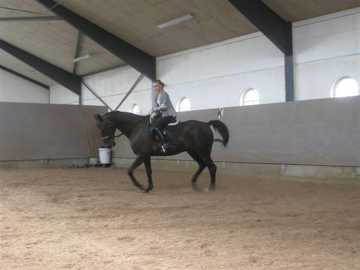 Dansk Varmblod Arkisan billede 9