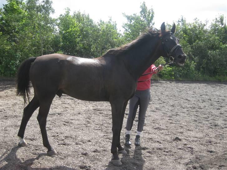 Dansk Varmblod Arkisan billede 10