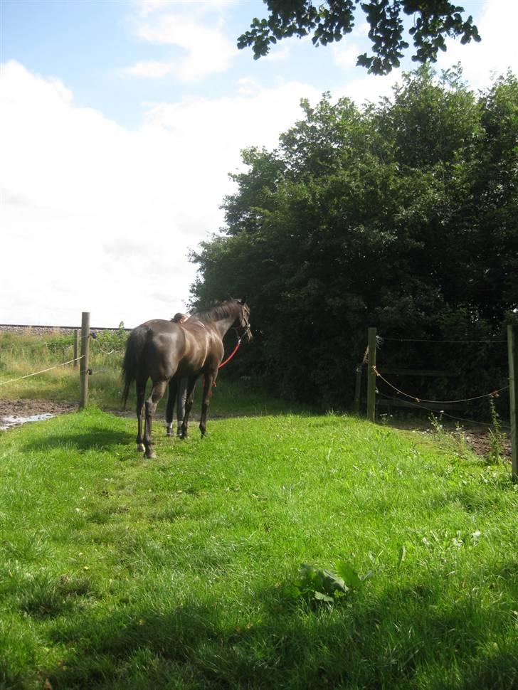 Dansk Varmblod Arkisan billede 11