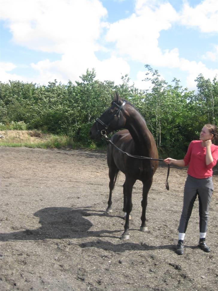 Dansk Varmblod Arkisan billede 12