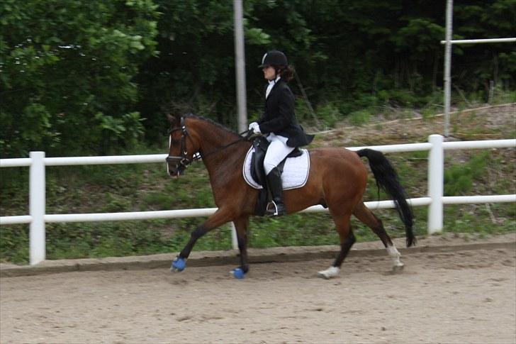 DSP Klintedalens Mikado *turboprins* billede 10