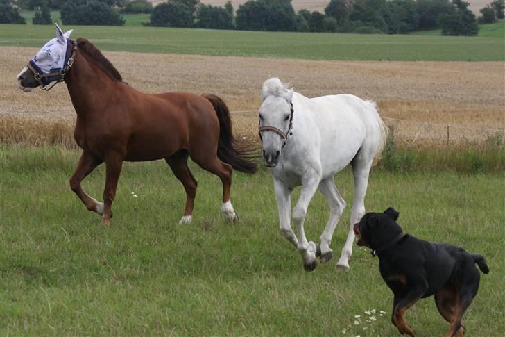 Anden særlig race Snowflake - solgt. - Jeg tror ikke Snow kan lide vildhunde? xD Foto; Mig. billede 16