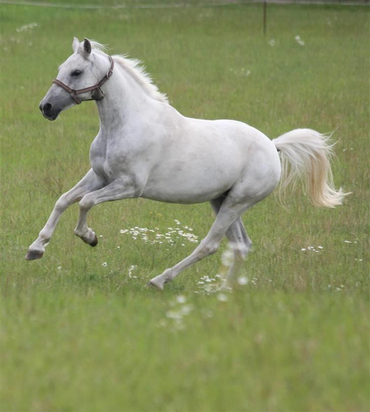 Anden særlig race Snowflake - solgt. - Så smuk min prinsesse! i; Foto; Mig. billede 17