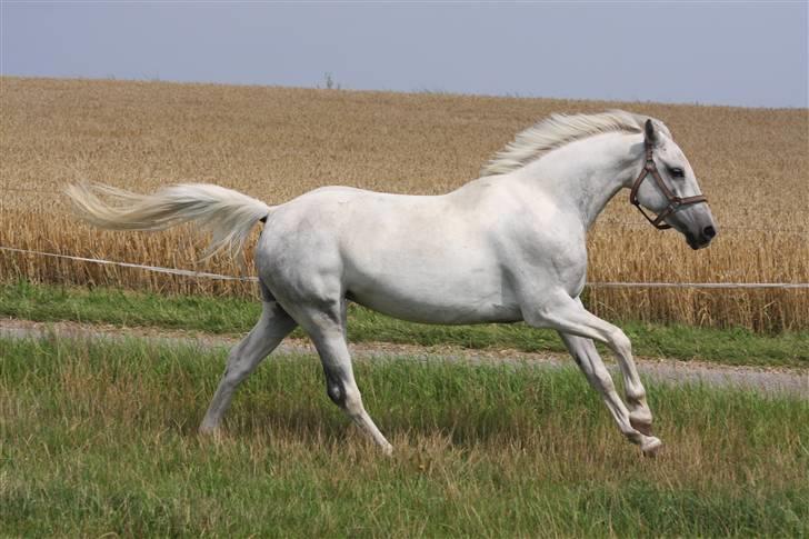 Anden særlig race Snowflake - solgt. - Du dejlig (; Foto; Mig. billede 18