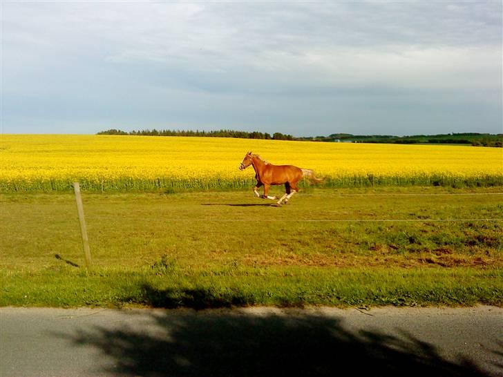 Frederiksborg Emilie (Mille) #solgt# - Mille får sig lige en gallo ;D  billede 13