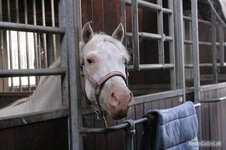 Anden særlig race Ofelia! *SOLGT:´(* - Ofelia i boksen i Ulsted(: det var bare en herlig uge! foto: Loden billede 16